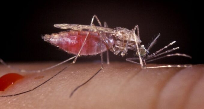 African Scientist Could Wipe out Malaria by Editing Mosquito DNA
